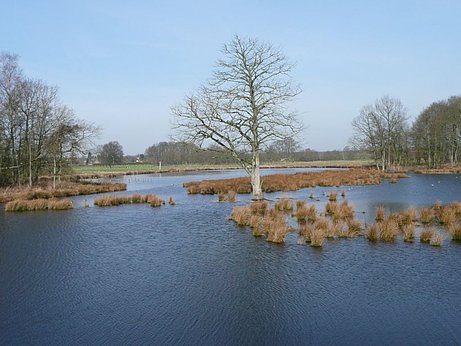 Rohrdommelgebiet